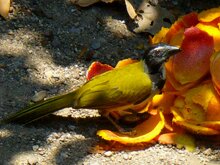 Black Headed Saltador